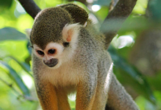 Ziplines en Monkey Jungle